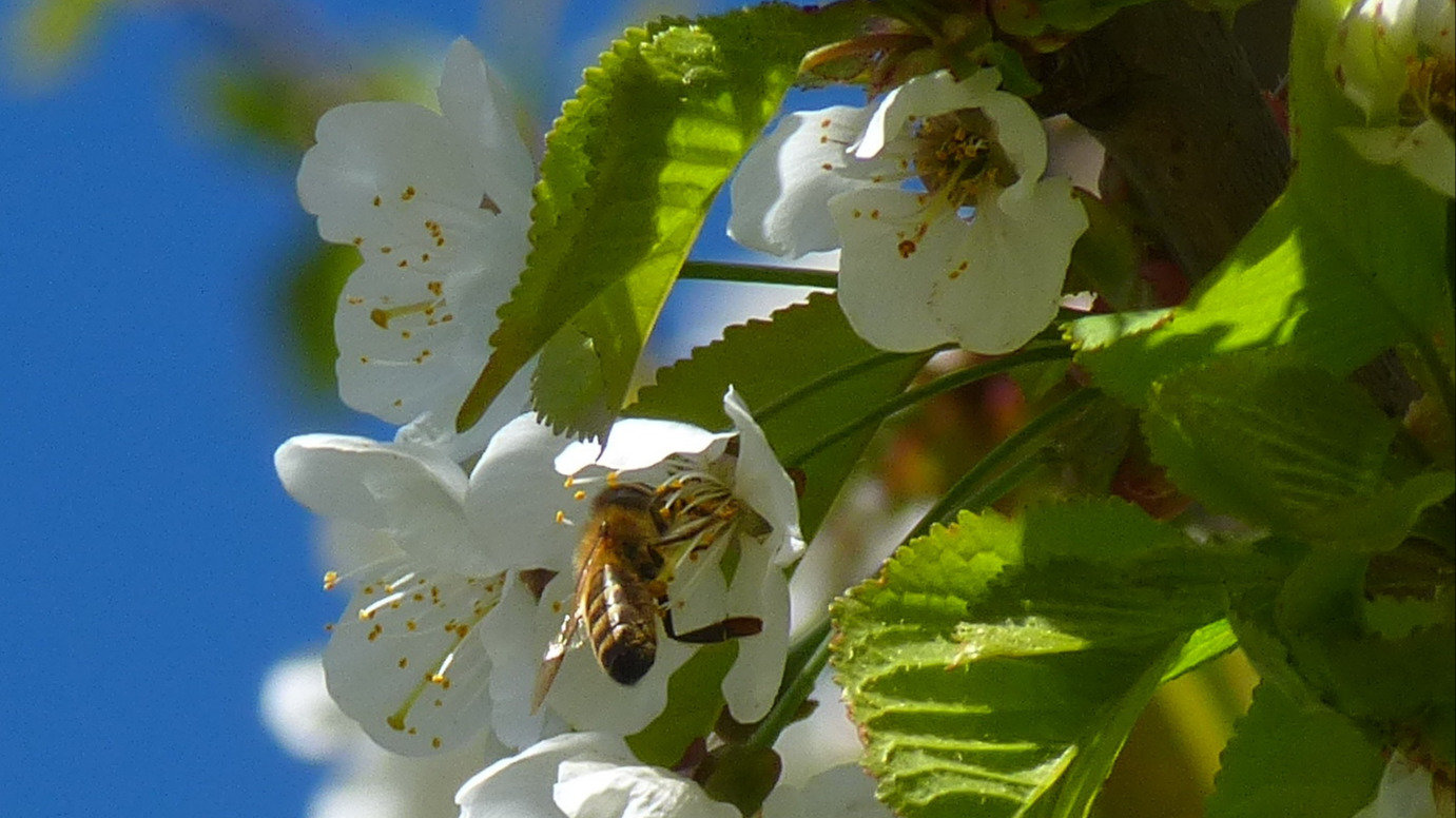 Kinder- und Jugendarbeit zum Thema Bienen